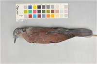 藏品(紅鳩)的圖片